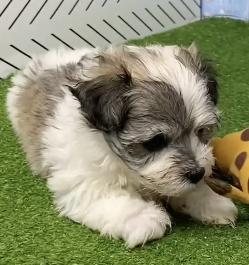 tricolor havachon sitting next to an orange toy